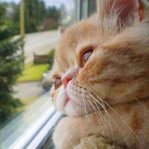 Daydreaming or waiting for their person to come home, or both? CatVideoFest is this Friday and Saturday. Courtesy of the venue