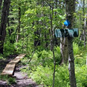Crooked Farm Preserve in Bristol features forest, wetlands, and open fields along the Pemaquid River, and is home to abundant wildlife. Courtesy of Coastal Rivers