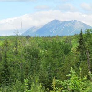 #bird-column, #jeff-and-allison-wells, #Boothbay-Register, #birds, #maine, #katahdin-woods-and-waters-national-monument