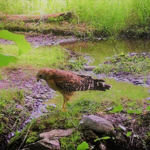 #bird-column, #maine, #Jeff-and-Allison-Wells, #birds, #boothbay-register, #wildlife-cams