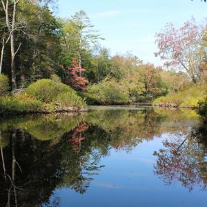 Crooked Farm Preserve in Bristol features forest, wetlands, and open fields along the Pemaquid River, and is home to abundant wildlife. Courtesy of Kris Christine