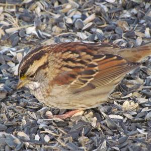#bird-column, #Boothbay-Register, #jeff-and-allison-wells, #birds, #maine