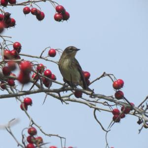#bird-column, #Boothbay-Register, #jeff-and-allison-wells, #birds, #maine