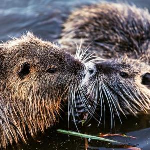 Muskrats can be found in wetlands and waterways throughout Maine, including the fresh water marsh at Coastal Rivers Salt Bay Farm. Courtesy of Bernhard Jack