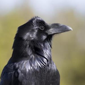 #bird-column, #boothbay-register, #jeff-and-allison-wells, #birds, #maine, #raven, #crow