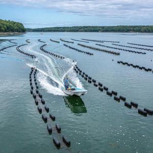 Oyster farming. Courtesy of Maine Aquaculture Association