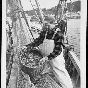 Bob McLellan unloads shrimp from the Lucille B, an eastern rigged dragger. Courtesy of the Main Department of Marine Resources