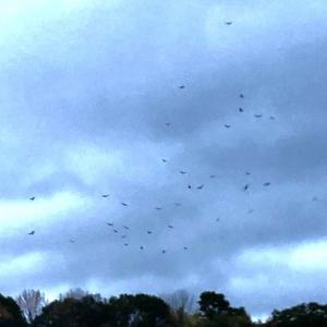 #bird-column, #boothbay-register, #jeff-and-allison-wells, #birds, #maine, #birding, #birdwatching