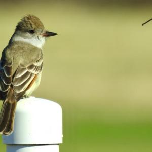 #bird-column, #boothbay-register, #Jeff-and-Allison-Wells, #birds, #maine, #ash-throated-flycatchers