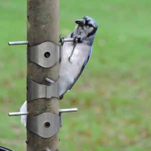 #bird-column, #boothbay-register, #jeff-and-allison-wells, #maine, #birds