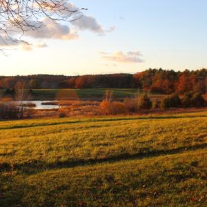 The hayfields and fresh water marsh at Coastal Rivers Salt Bay Farm in Damariscotta offer habitat for a variety of birds. Courtesy of Coastal Rivers