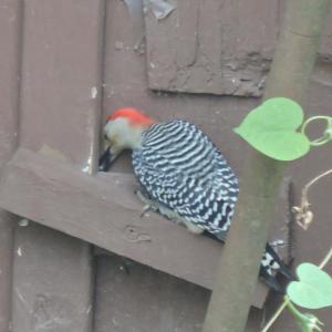 #bird-column, #boothbay-register, #jeff-and-allison-wells, #maine, #birds