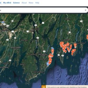#bird-column, #boothbay-register, #jeff-and-allison-wells, #maine, #birds, #Steller’s-sea-eagle