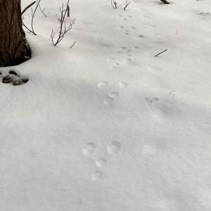 Under the right conditions, tracks and signs in the snow like these snowshoe hare footprints can say a lot about what animals are active in the woods and what they are doing. Courtesy of Coastal Rivers