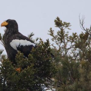 #bird-column, #boothbay-register, #jeff-and-allison-wells, #maine, #birds, #Steller’s-sea-eagle