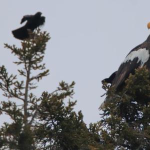 #bird-column, #Steller’s sea-eagle, #jeff-and-allison-wells, #Boothbay-register, #birds, #maine