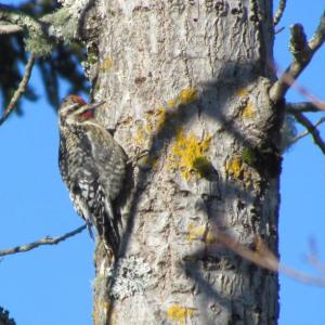 #bird-column, #Boothbay-Register, #jeff-and-allison-wells, #birds, #Maine, #Matinicus