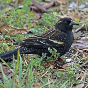 #bird-column, #Boothbay-Register, #jeff-and-allison-wells, #birds, #Maine 