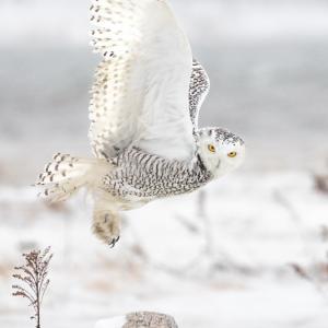 The stunning Best of Show photograph “Arctic Visitor” by Hallowell-based photographer Jennifer Bechard. Courtesy of MPS
