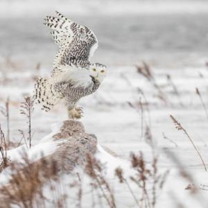 This showy snowy owl mesmerized photographer Jennifer Bechard of Hallowell and went on to have the same effect on Maine Photography Show juror Reid Callanan, who named it Best of Show. Courtesy of Jennifer Bechard Jennifer Bechard - Hallowell, ME