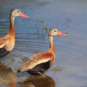 #bird-column, #birds, #boothbay-register, #jeff-and-allison-wells, #maine, #whistling-ducks