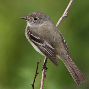 #bird-column, #jeff-and-allison-wells, #birds, #maine, #boothbay-register, #alder-flycatcher