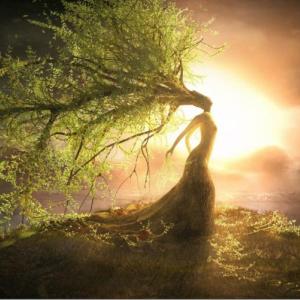 The Willow Woman