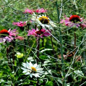 Late summer Damariscotta