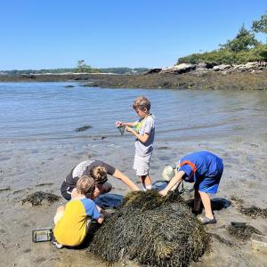 BRLT Intern Emma Heffner explores the seaweed with campers at Porter Preserve. Courtesy of BRLT