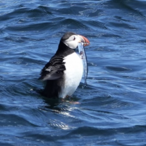 A puffin captures a fish. Courtesy of Safet Zabeli, deckhand for Cap’n Fish’s.