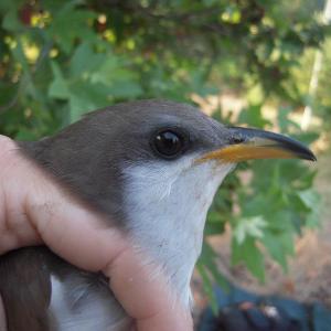 #bird-column, #cuckoos, #boothbay register, #jeff-and-allison-wells, #birds