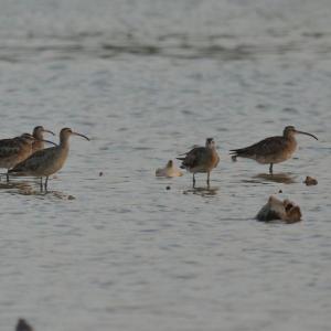 #bird-column, #Jeff and Allison Wells, #boothbay register, #maine, #whimbrel