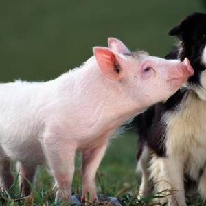 “Babe” the pig and his mom, “Fly” the border collie will be on the Harbor Theater screen Nov. 26. Courtesy of the venue