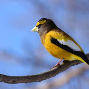 #bird-column, #Jeff and Allison Wells, #Boothbay Register, #evening grosbeak, #winter finch