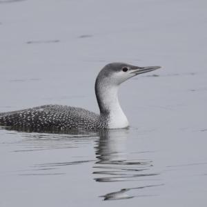 #bird-column, #Jeff and Allison Wells, #boothbay register, #maine,, #birds, #COP15