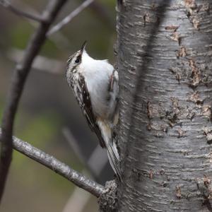 #bird-column, #Jeff and Allison Wells, #boothbay register, #maine, #birds, #brown creeper