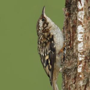 #bird-column, #Jeff and Allison Wells, #boothbay register, #maine, #birds, #brown creeper