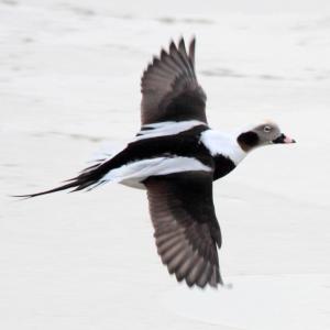 #bird-column, #Jeff and Allison Wells, #boothbay register, #birds, #maine, #christmas bird count, #matinicus island