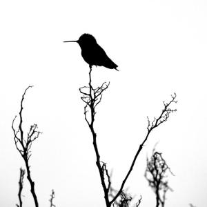 Photo by Jonathan Lavan, who will lead a Maine Art Gallery class in appreciating nature photography.