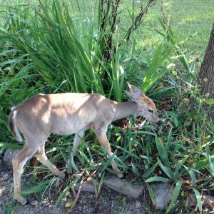A hungry deer grazing in a garden. Courtesy of MelindaMyers.com