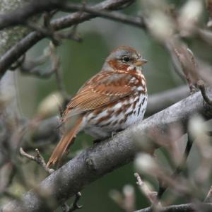 #bird-column, #birds, #jeff and allison Wells, #boothbay register, #maine, #fox sparrows, #maine