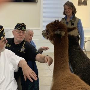 Alpacas Zara and Dany went to visit the Legion members April 10 to inform them about the new program. Courtesy of Sue Burge