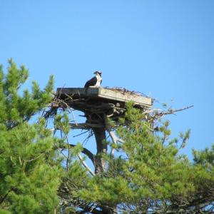 #bird-column, #Jeff and Allison Wells, #boothbay register, #maine, #birds, #osprey