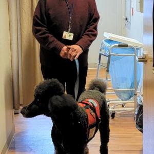 Sandy Flint and his Standard Poodle, Simon, move down the hallway at LincolnHealth on their way to a pet therapy visit with a patient. Courtesy of LincolnHealth