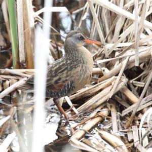 A Virginia rail in its favored cattail marsh habitat can creep around nimbly with its long toes. Photo by Dominic Sherony courtesy of Wikimedia Commons. #bird-column, #Jeff and Allison Wells, #boothbay register, #birds, #maine, #virginia rail