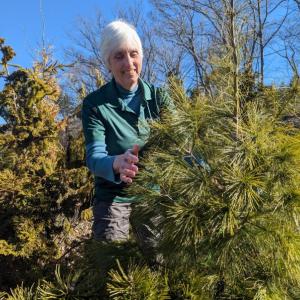 Sue McLeod with an Eastern White Pine. Courtesy photo