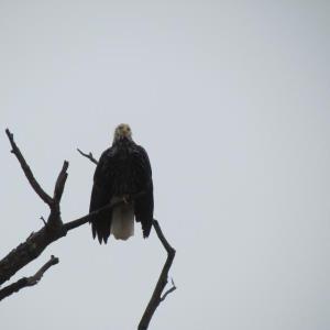 #bird-column, #jeff and allison wells, #boothbay register, #birds, #maine, #flood, #bald eagley