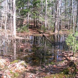 The trail to the House-Day cemetery plot before the bog bridge was installed. Courtesy of Coastal Rivers