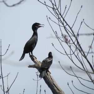 #bird-column, #jeff and allison wells, #boothbay register, #birds, #maine, #flood, #bald eagley
