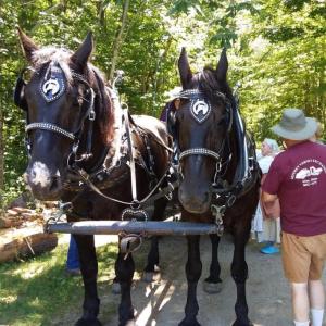 You're never too young or too old to enjoy a horse and wagon ride at Dresden Summerfest. This year's event will be held on Sunday, July 9, 10 a.m.-2 p.m. Courtesy of LCHA
